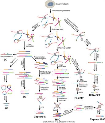 The Toolbox for Untangling Chromosome Architecture in Immune Cells